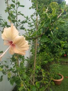Beautyful 2 Color Of Hibiscus Flower Cutting Available