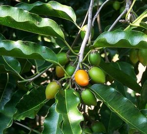 Borsali Seeds