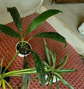 Set 2 Dracaena Mahatma &amp; Callisia Plants