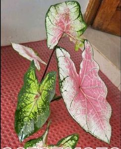 Set 2 ujjalaseeds rare polka &amp; Caladium Pink Plant