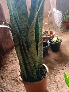 Indoor And Outdoor Plants
