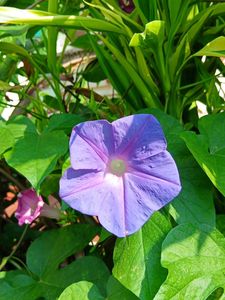 Six Morning Glory Saplings
