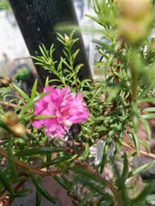 combo of Moss Rose Plant