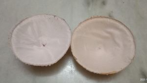 Bra Pads Inserts