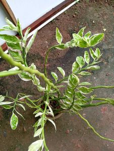 Devil&#39;s Backbone Plant - Unique Foliage!