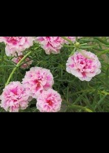 Offer 🎉🎉 Combo Of 4 Portulaca Plants Cutting 💐