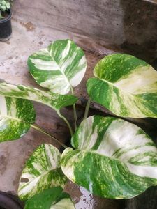 Combo 2  Magic Money Plant Without Pot