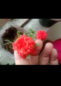 Plants Combo