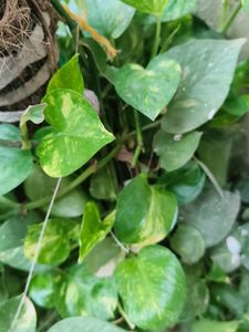 Two Varieties Of Money Plant (Cutting,Three Each)