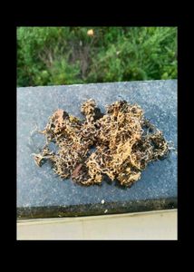 800g Premium Dagad Phool (Kalpasi / Stone Flower)