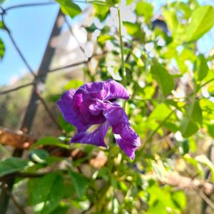 5 Petal Blue Coloured Gokarn SEEDS