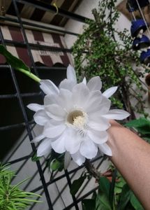 Dutchman's Pipe Cactus/ Brahma Kamal Leaves