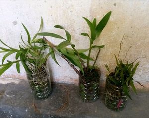 Orchids