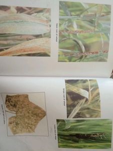 Plant Pathology By Dr BP Pandey