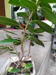 2 different Leaves Shape Ficus N 1 Jade Plants .