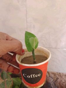 नागदोन  Nagdon Medicine Plant
