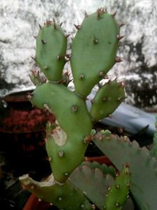 Cactuses Combo 5 in 1