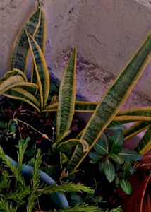 Combo Of 7 Air Purifier Plants
