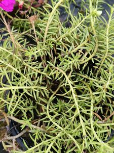 Combo plants for @sshopee
