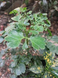 Plant