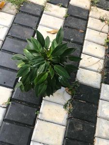 10 Live Root Plants