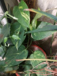Money Plant Cutting For Sell