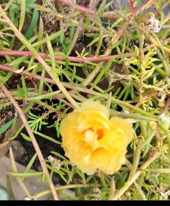 Yellow Portulaca