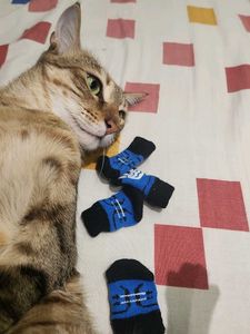 Cute Cat Socks