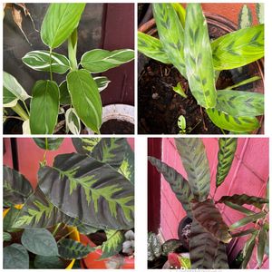 Calathea Plants combo
