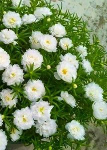 White Portulaca Flower Plants With Roots