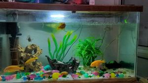 Big Size Aquarium