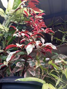 Variegated Plant