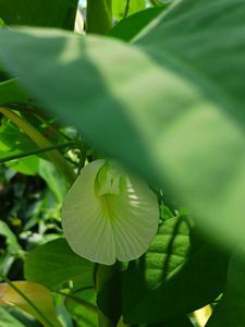 White Aparajita Seeds