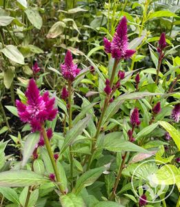 Seeds Celosia Cockscomb