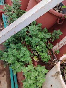 Plants