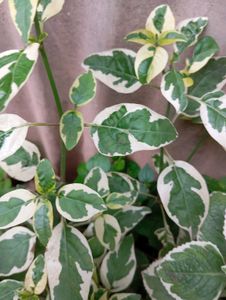 Variegated Mint Plant