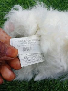 Cat Cuite Soft Toy