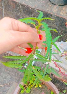 Orange Flower Seeds