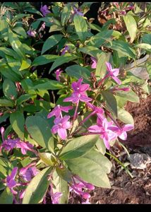 Rare Plant Combo11