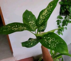 Set 2 Dieffenbchi &amp; Calcium Biclor Plants