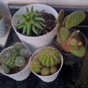 High Quality Cactus Assorted 🌵
