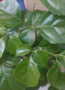 China Doll / Redermachera Plant
