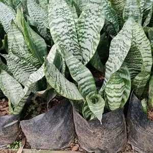 Sanke Plant  Saplings