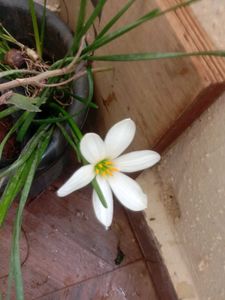 Aciatic lily 5 Plants