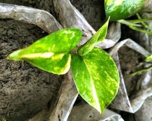 Decorative Show Plants