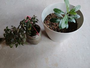 Adenium With Pot &amp; 3 Plant