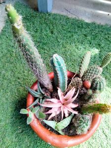 Cactus  Arrangement