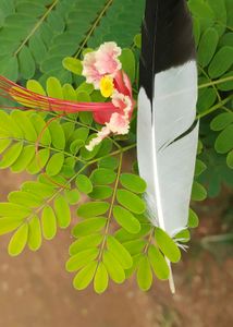 Black and White Feather (Australian Magpie)