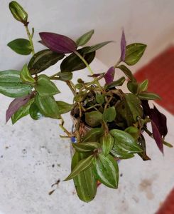 Tradescantia zebrina plant