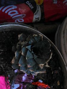 Pine Apple Plant